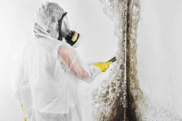 Mold Removal Process in Central, TN