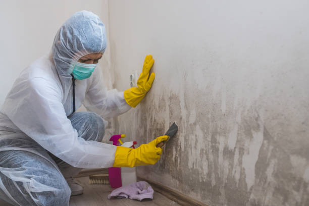 Best Same-Day Mold Removal  in Central, TN