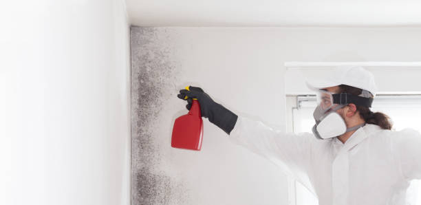 Best Home Mold Removal  in Central, TN