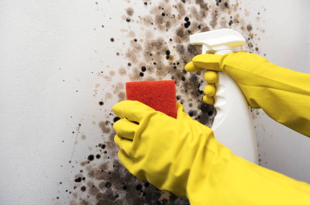 Best Best Mold Removal Companies  in Central, TN