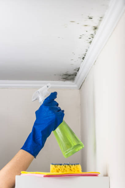 Best Mold Remediation  in Central, TN