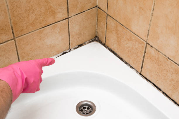 Mold Testing and Removal in Central, TN